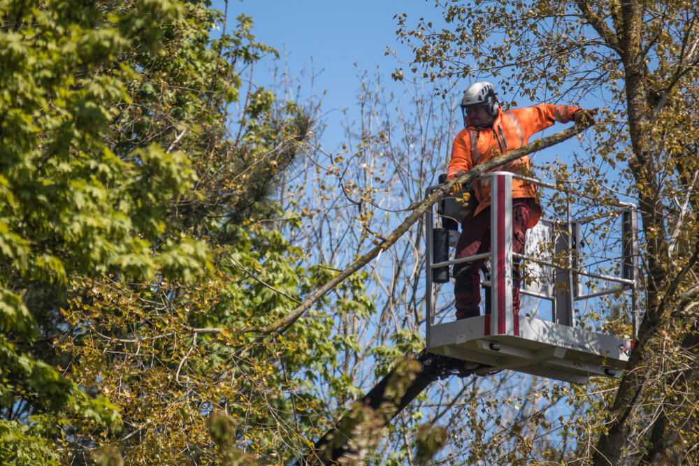Man with orange jacket, removing a branch from tree in Gretna
